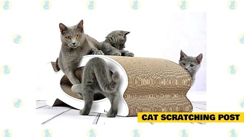 Cat Basic Cat Training Tips