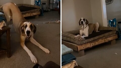 Sassy Great Dane Delights With Hilarious 'Talking Back' Antics