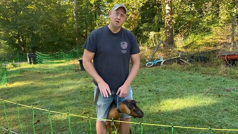 Trimming Goat Hooves 🐐 #ChamberlinFamilyFarms #trimming Hooves #goats