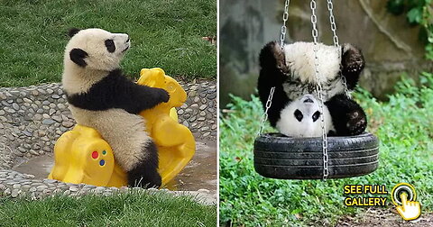 "Pandamonium: Hilarious Moments of Pandas Caught on Camera!"