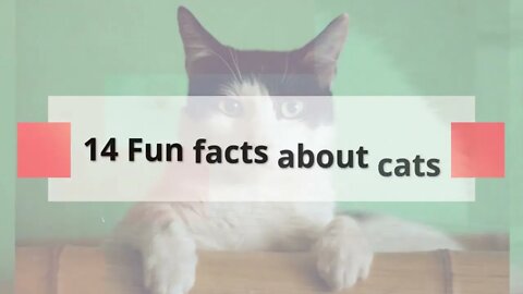 14 Fun Facts about Cat that you may not Know