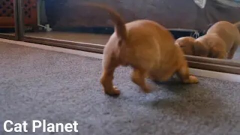 The Cutest Dogs Video Compilation
