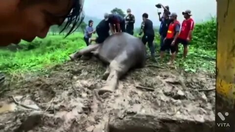 Baby Elephant Rescued From a Dug