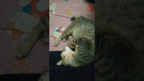 kucing nya manja banget