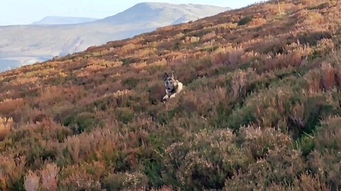 A Belgian Malinois In Scotland. in the mountain's