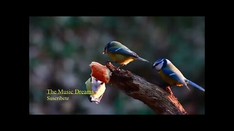 ✅Relaxing Music,🌺 Meditation, Sleep🏕️, Musica Relajante, Estudiar,🐠Dormir, Piano