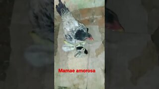 mãe amorosa