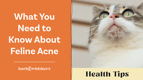 What You Need to Know About Feline Acne