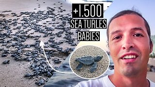 Amazing Sea turtles experience Releasing +1500🐢Sea Turtles Babies