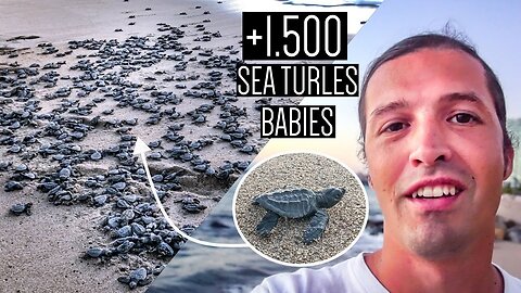 Amazing Sea turtles experience Releasing +1500🐢Sea Turtles Babies