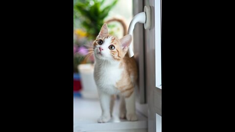 Cute Cat Walking Over The Piano Keyboard