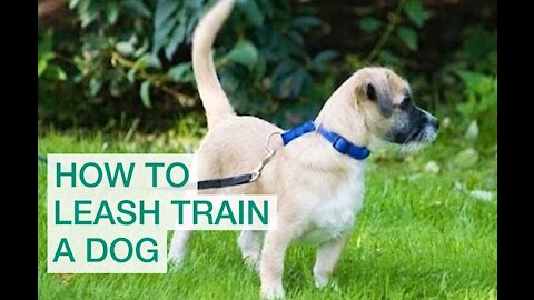 Leash Active Dog Training - Dog Reactivity Training