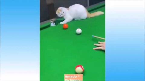 TRY NOT TO LAUGH, Funny Kitty Playing Pool, see what they're up to!!! ***