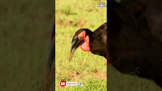 Southern Ground Hornbill Catching Insects | Saturday #shorts