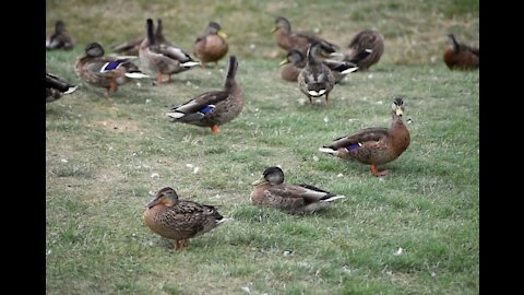 Ducks at Redmond Park