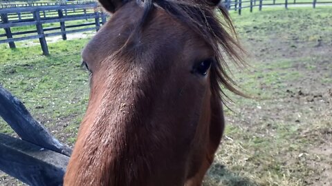A visit with Paddy our baby brumby.