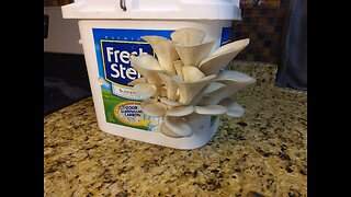 Growing Blue Oyster Mushrooms In A Bucket 6/20/23