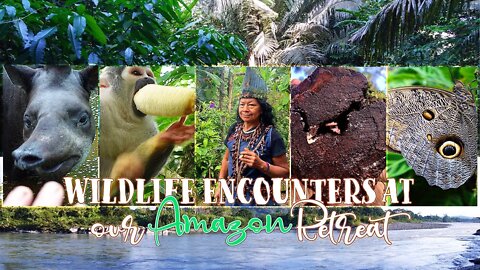 Wildlife Encounters at Our Amazon Retreats