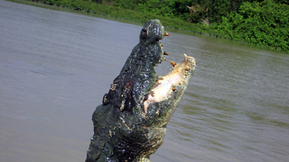 Saltwater Crocodile