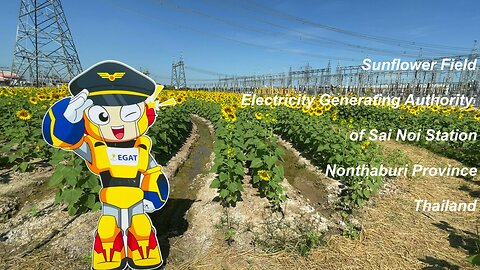 Sunflower Field at Electricity Generating Authority of Sai Noi Station Nonthaburi Province Thailand