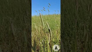 Serene Marshland | Tall Green Grass Sways in the Breeze on a Sunny Day