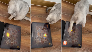 My cat is addicted to playing ipad games!