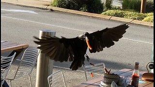 Australian Raven food scavenger slow motion Perth Australia