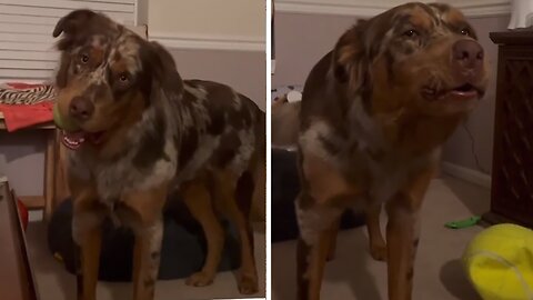 Doggy Shows Off Epic Howling Skills