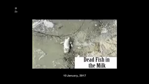 Dead Fish in the Milk