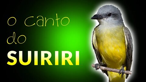 Canto dos Pássaros | SUIRIRI