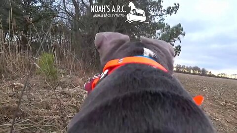 Clever Dog Cam Harness allows our Rescue Dogs to Livestream