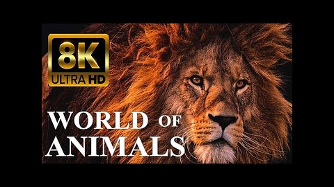 WORLD OF ANIMALS 8K Ultra HD – Animals Around The Planet with REAL Nature Sounds