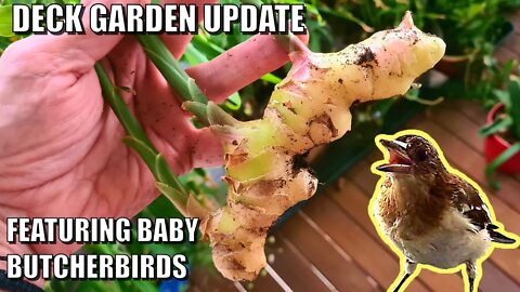 Ginger harvest from the deck - Self sown Aquaponics Basil - Baby Butcherbirds