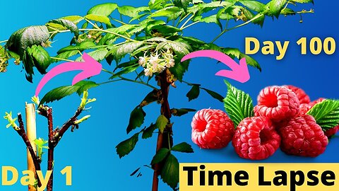 Growing Raspberry Plant and Fruiting Time Lapse