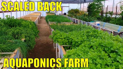 Aquaponics Farm | A Scaled Back Commercial Aquaponics System