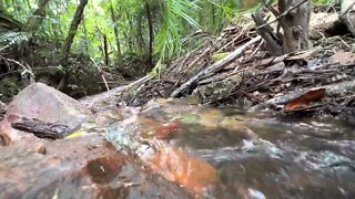 Sound of Running Water, Rainforest