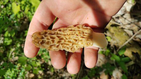 In the Bush #20 Morel Mushroom Hunt and Cook Plus Overnight at Old Pond