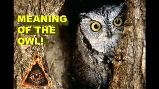 THE WISDOM & MEANING BEHIND THE OWL!
