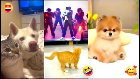 Funniest Cats and Dogs 🐶🐱 | Funny Animal Videos #5