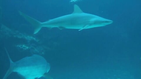 Shark Swimming Past Large Bass Fish