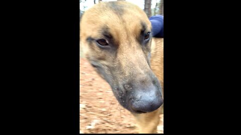 Dog instinctively helps owner to stand up.