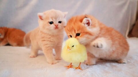 Very cute kittens are walking with a chicken