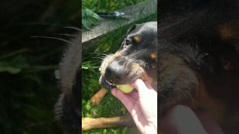 Rottweiler Loves Apples!Chewing ASMR😍 #Shorts #rottweiler 💖