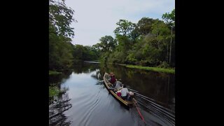 Nature Horizons - Amazon Rainforest #1
