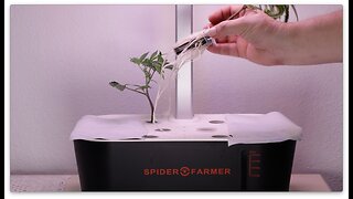 Can The Spider Farmer Smart G12 Hydro System Clone Plants? - Results And Conclusions