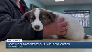 Several dogs ready for adoption after plane makes emergency landing in Wisconsin
