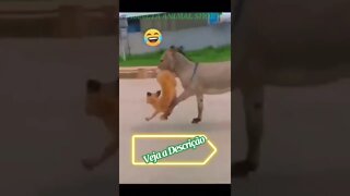 JUMENTO MORDE CACHORRO #shorts #planetaanimalshorts #animals