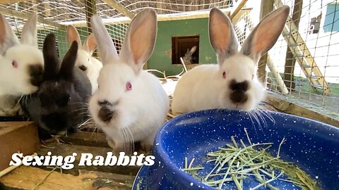 Sexing Rabbits: Separating The Boys From The Girls