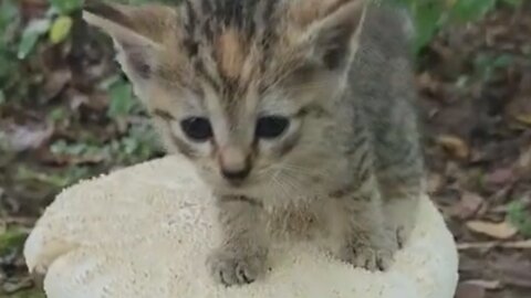 Cute Kitten in a Mushroom