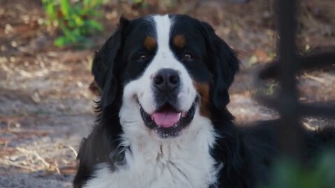 Meet our bernese mountain dog, Funny cute pets lovers